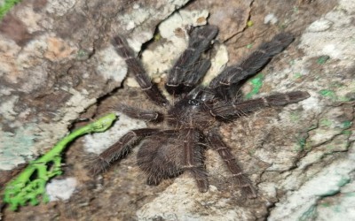 Phormingochilus arboricola (ex Borneo Black) Sling Tarantula
